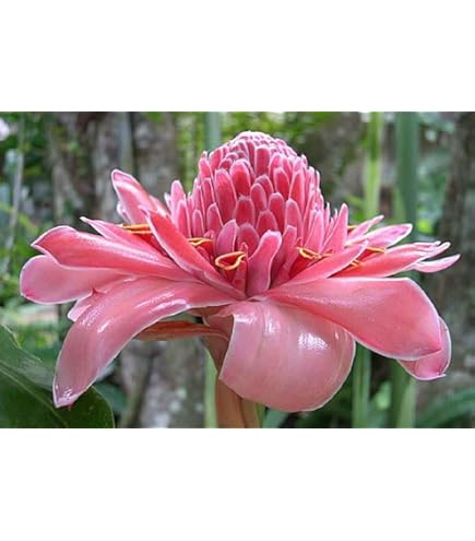 laniTUTUVI Torch Ginger ボルケーノ Amazon.com : It Blooms Torch Ginger Plant Rhizome 5pc / Wild